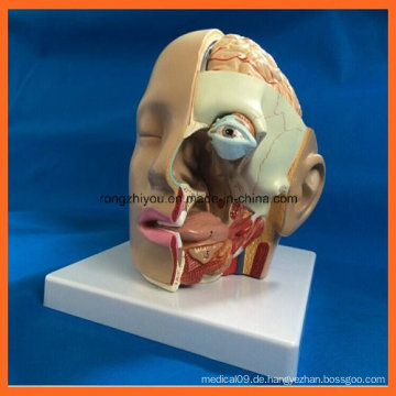 Science Supplies Menschlicher Kopf Brian Anatomisches Modell